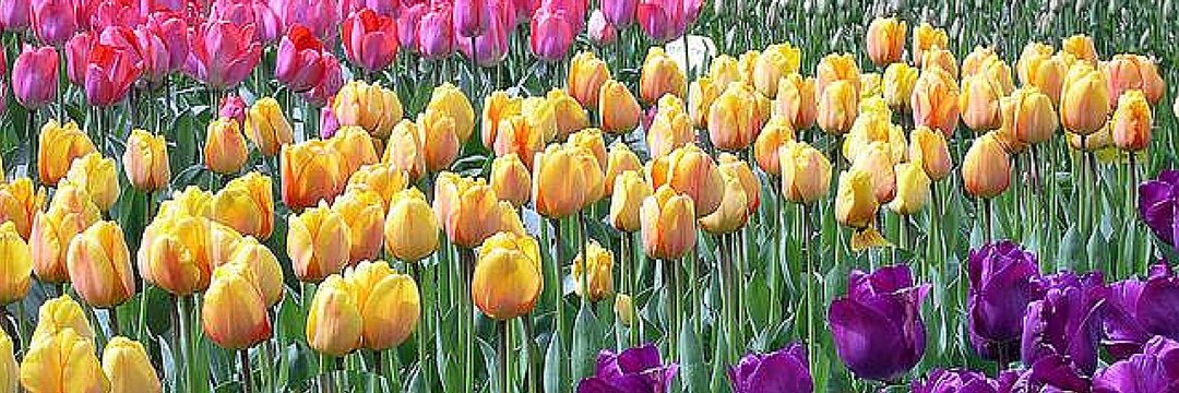 Txus Gerbolés🔻❤💛💜 banner