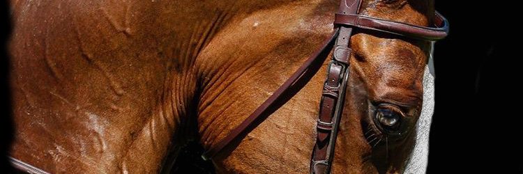 AdeleVaupre's profile banner image
