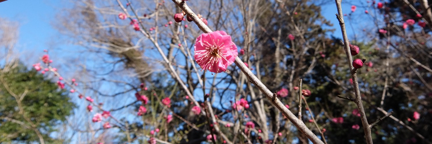 kojima_sakura's profile banner image