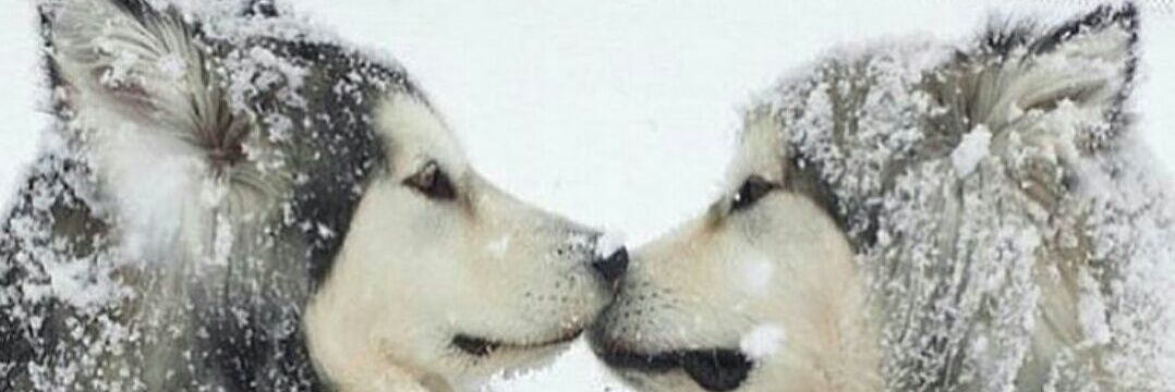 MFirdevs's profile banner image
