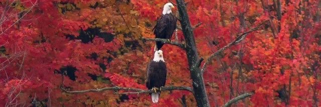 TheLazyMerican's profile banner image
