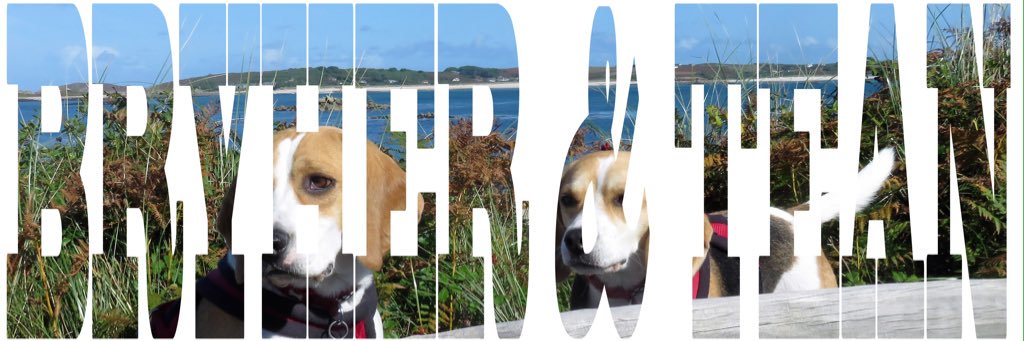 🐞🐾Six of six🐾🐞 banner