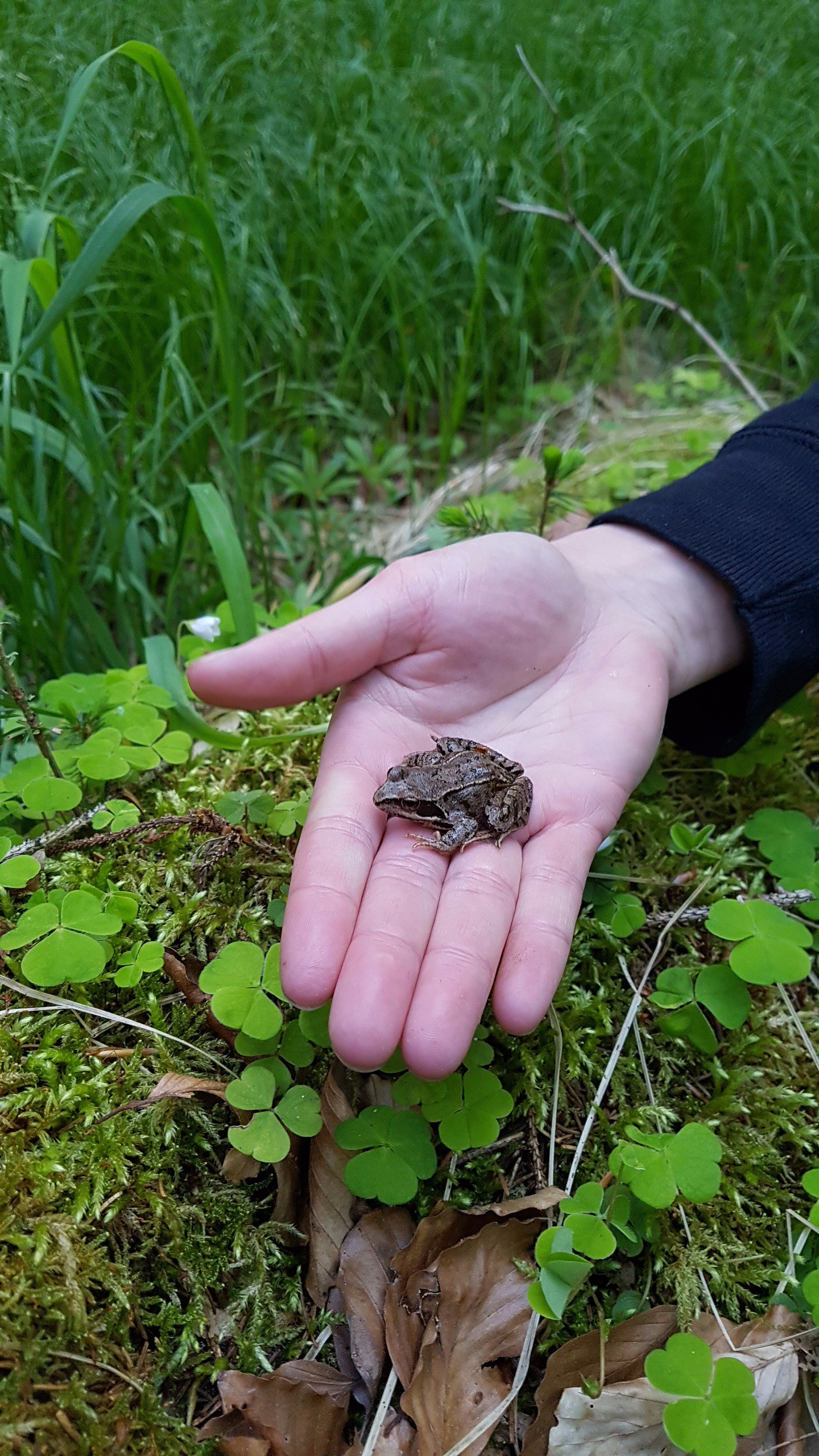 Frogoggy's profile banner image