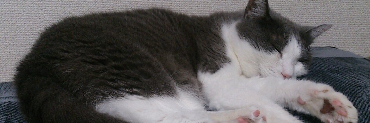 nekoandowl's profile banner image