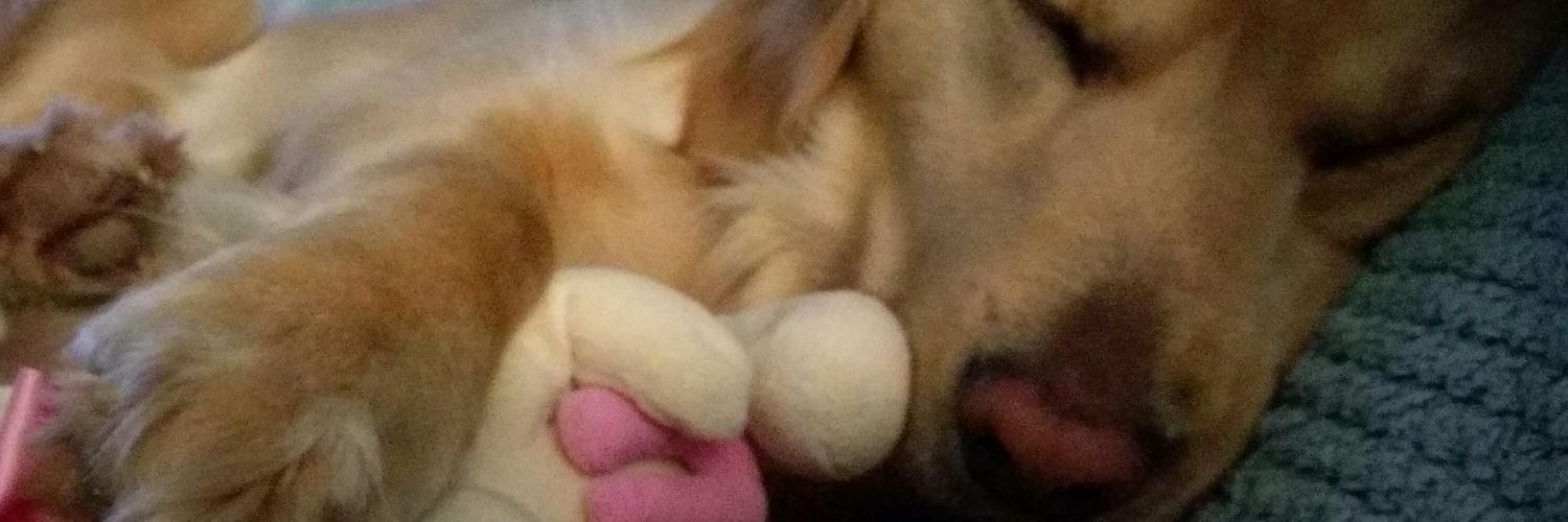 pixfi's profile banner image