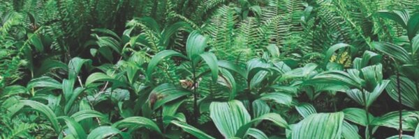 DiscoveryIsles Profile Banner