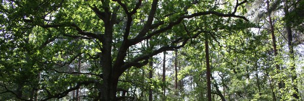 AlexiFrancis Profile Banner