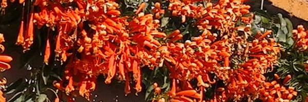 David Barnes banner