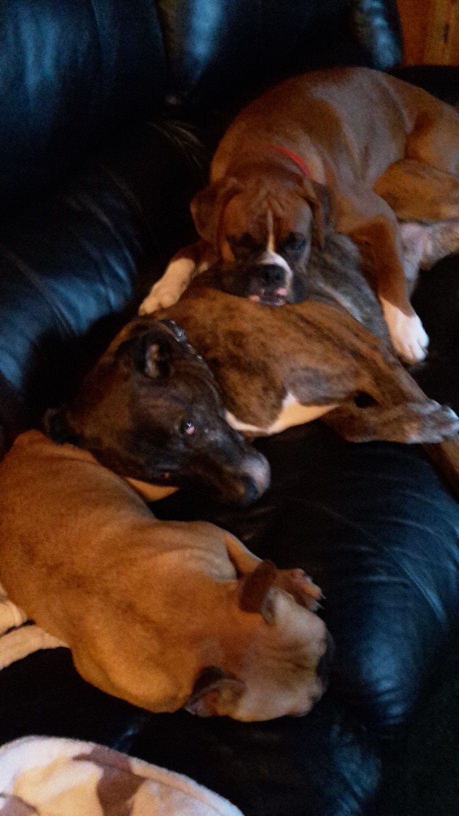 Denise Broadstock banner