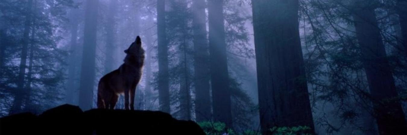 EddardLordStark's profile banner image