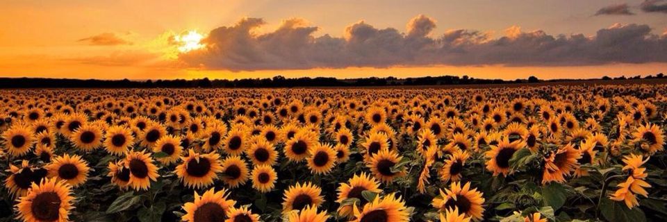_eumarins's profile banner image