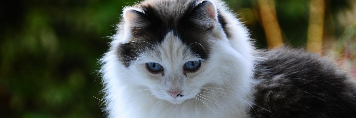 Mosco 🥕🦊 banner