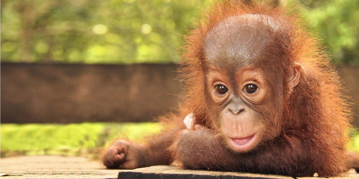 Daniela Garcés banner