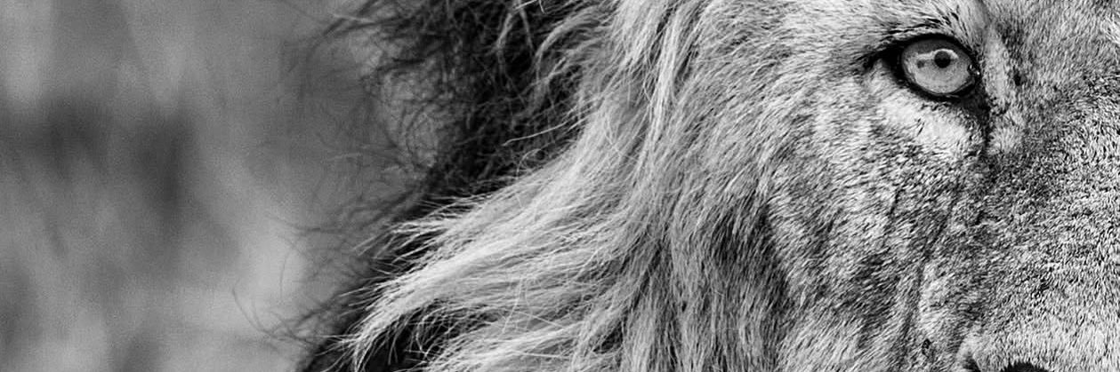 Ray29Ray's profile banner image