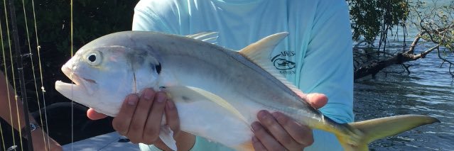 Will Castillo banner