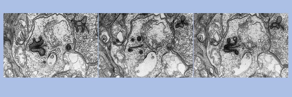 biotechajay's profile banner image