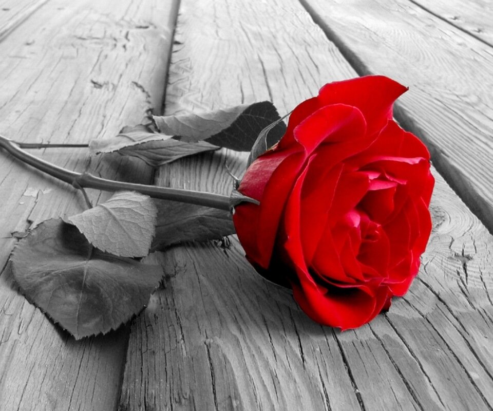 TheSpokaneRose's profile banner image
