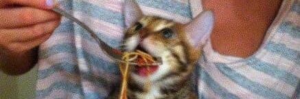 cookie🍝 banner