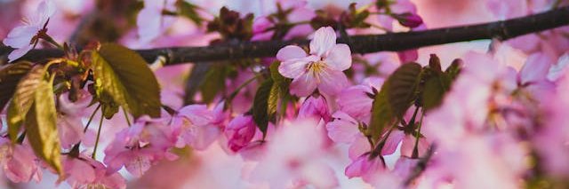 Elaine Hamilton banner