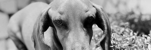 _alisafb Profile Banner