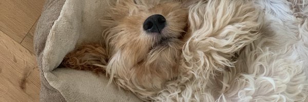 ZitaBushell Profile Banner