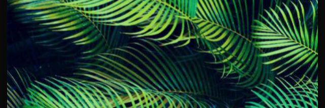 CobraComandaa's profile banner image