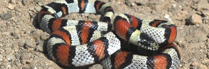 John F. Tollefson banner