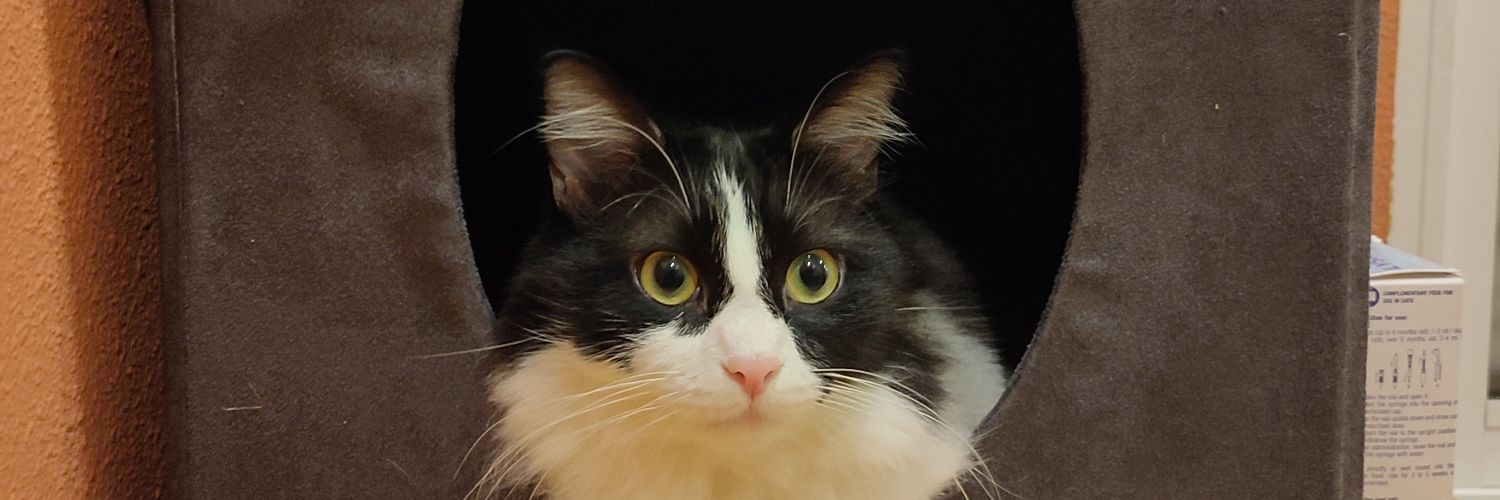hvdbergs's profile banner image