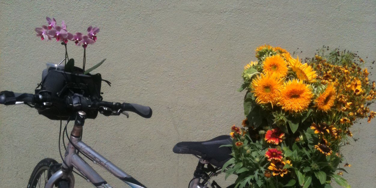 blossom bike💙🌻🚲🌎🇨🇦 banner