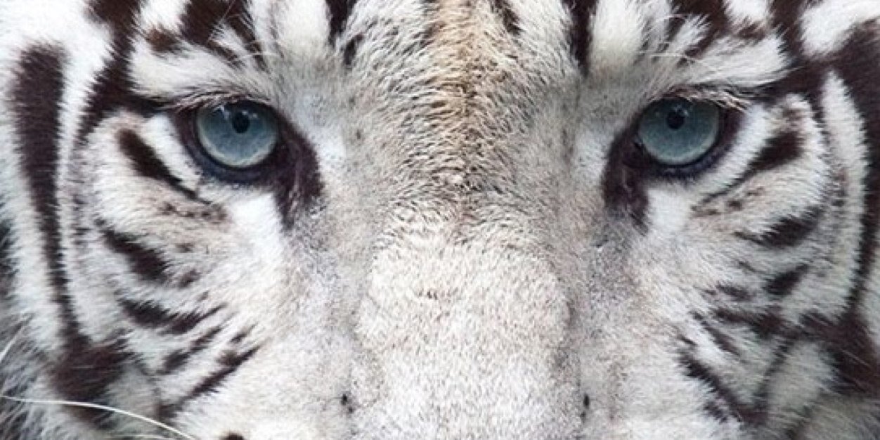zoephia's profile banner image