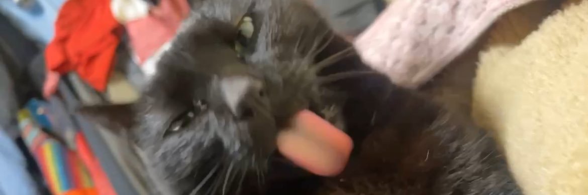 生方太郎（青髪）🪼 banner