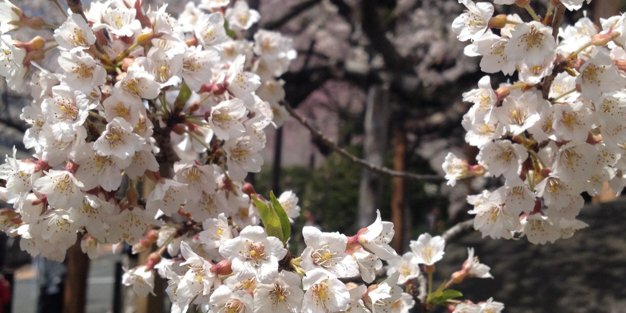 akane_nlnm's profile banner image