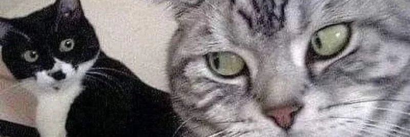 biluluak's profile banner image