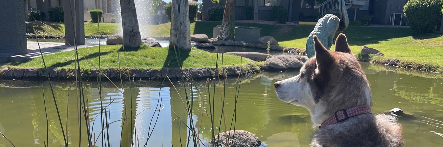 sav_donny's profile banner image