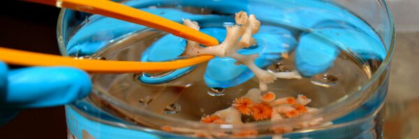 IRISNorge Profile Banner