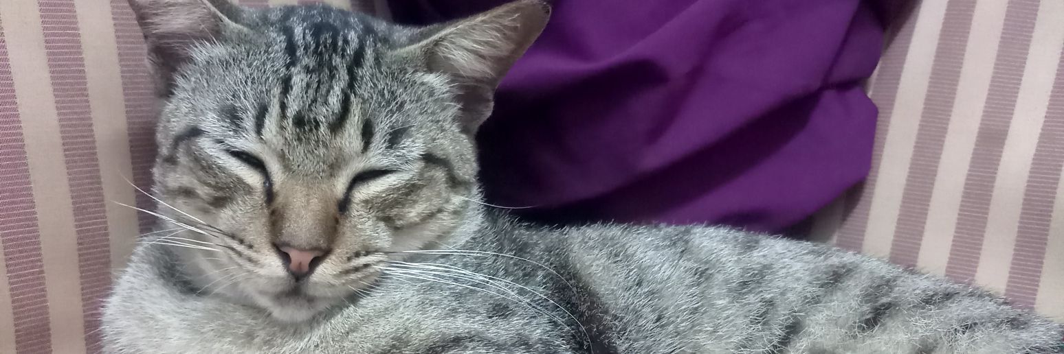 ainbedah's profile banner image