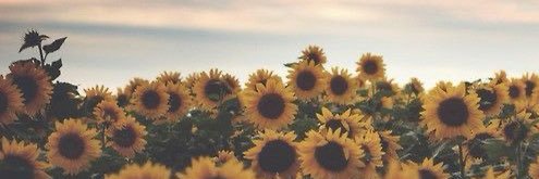 Ximena F. banner