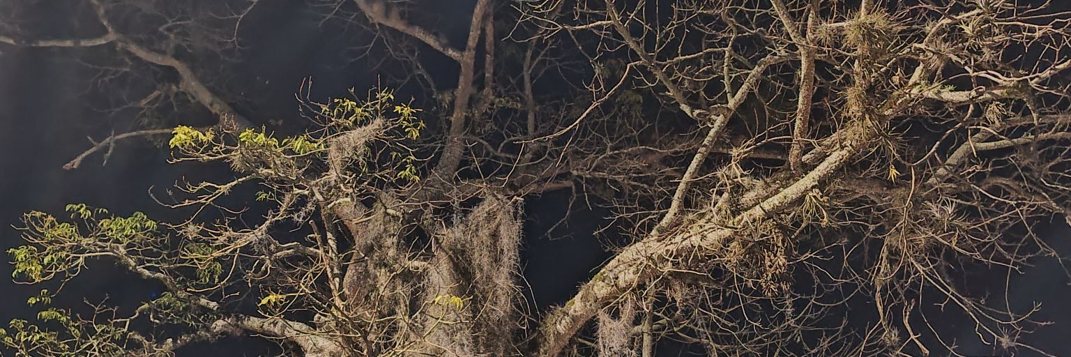 ferhenriqs's profile banner image