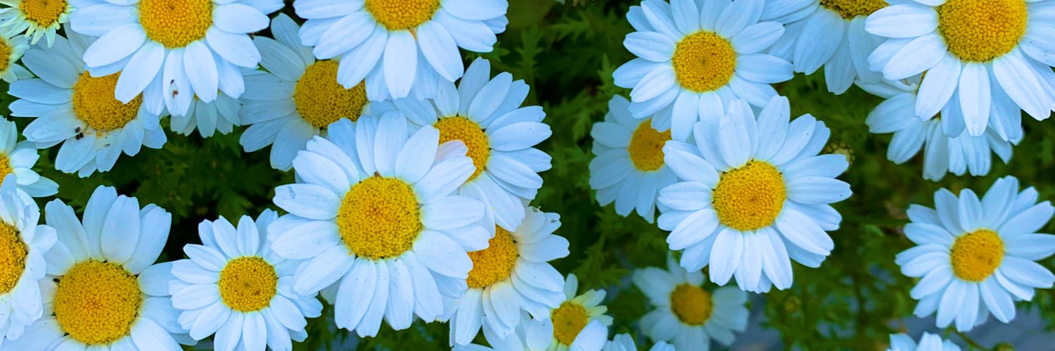 yan_529's profile banner image