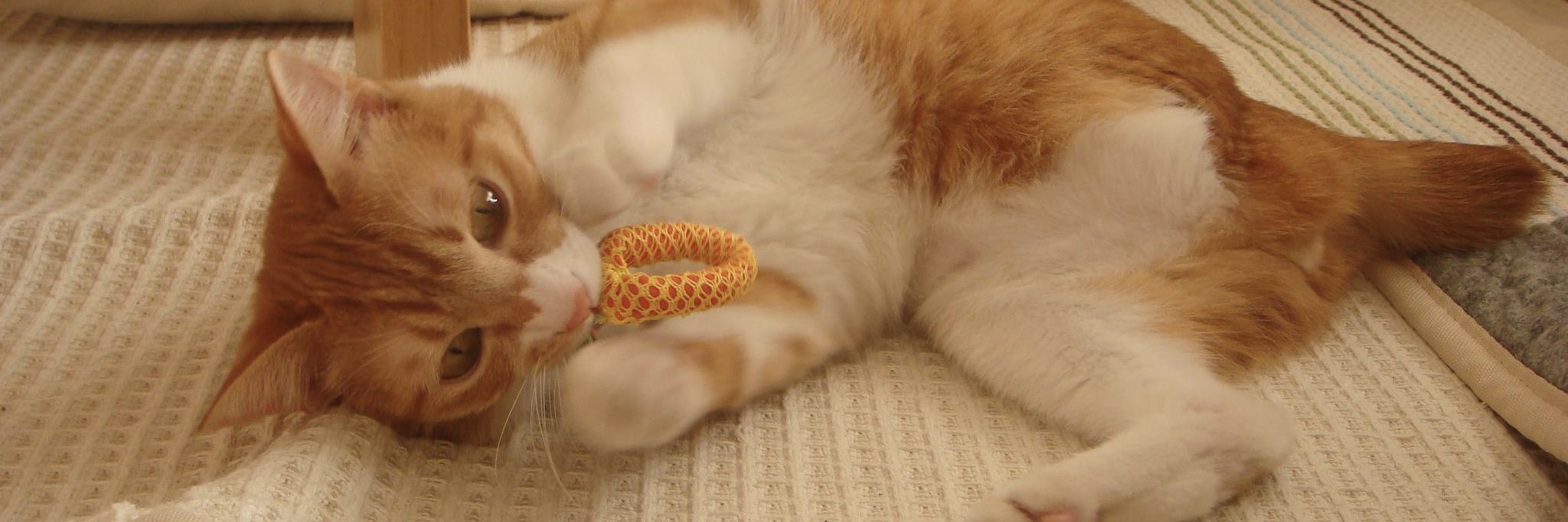 momo (Yasunari Momoi) banner