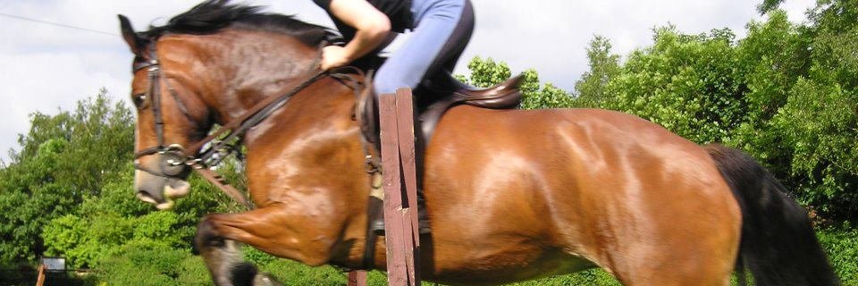 ReddishValeFarm's profile banner image