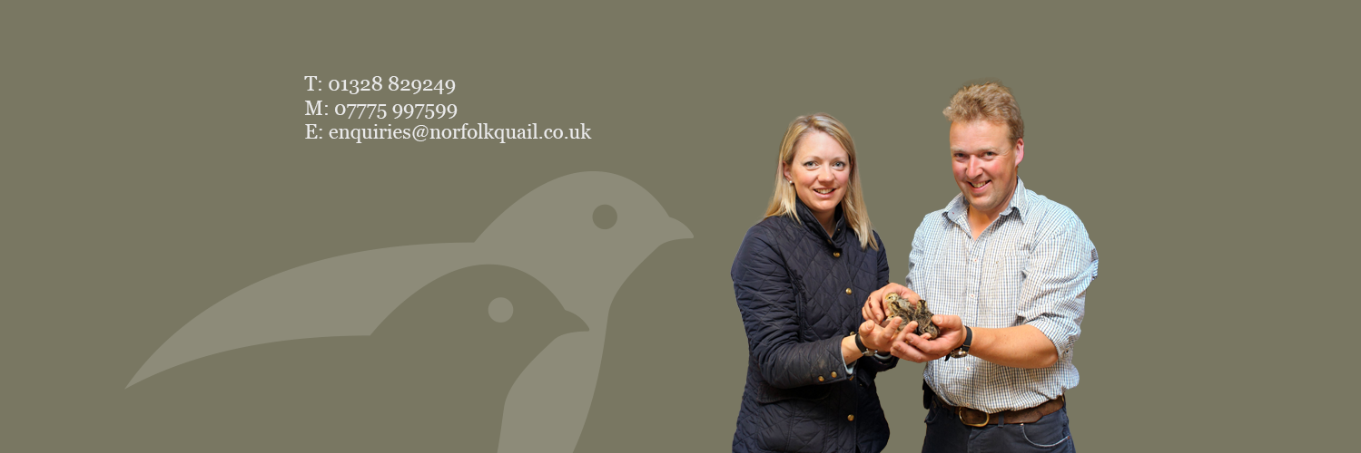 NorfolkQuail's profile banner image