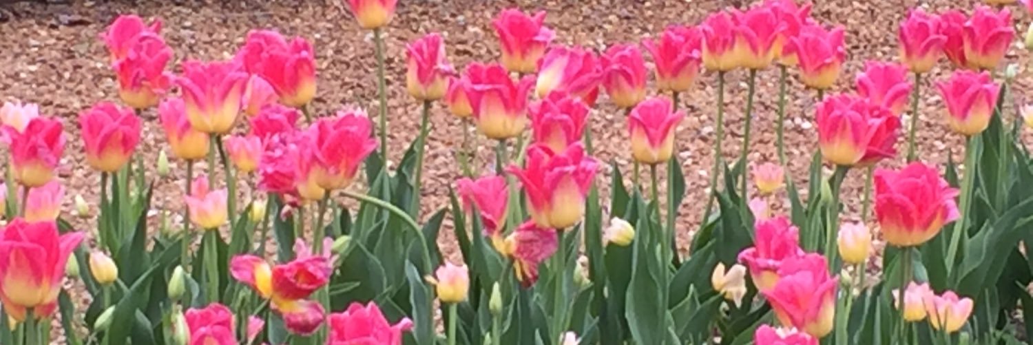 JaneBuege's profile banner image