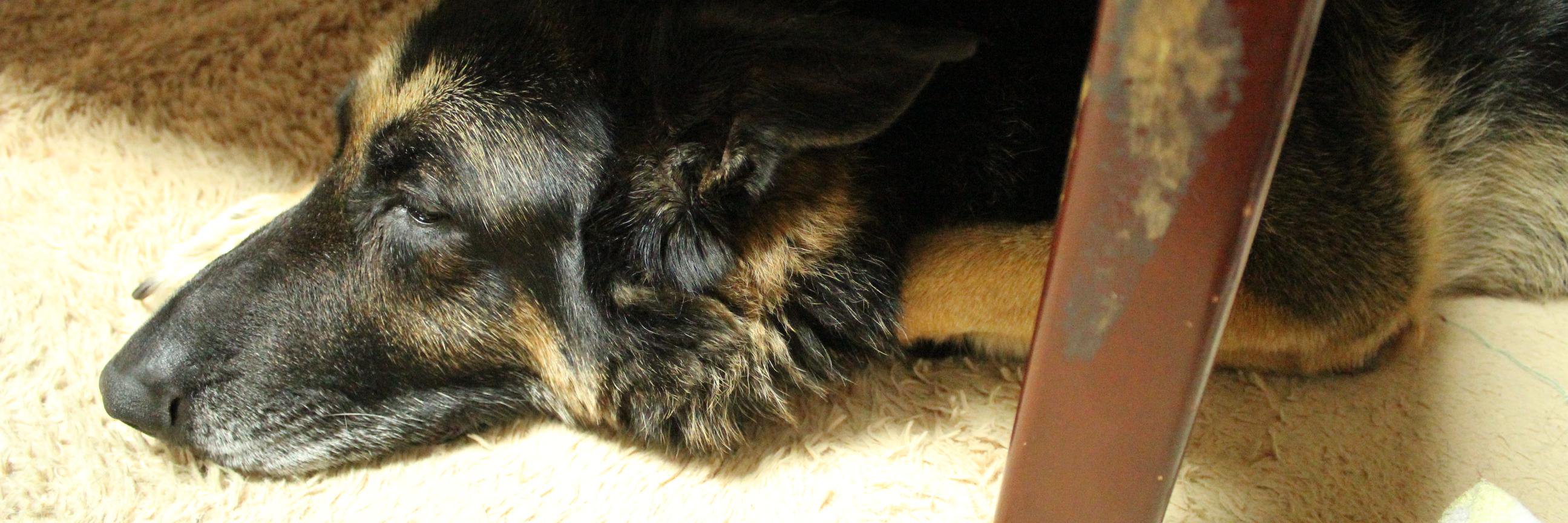 shepalove's profile banner image