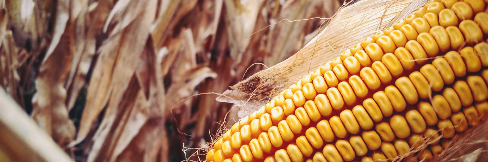 FromThePrairie's profile banner image