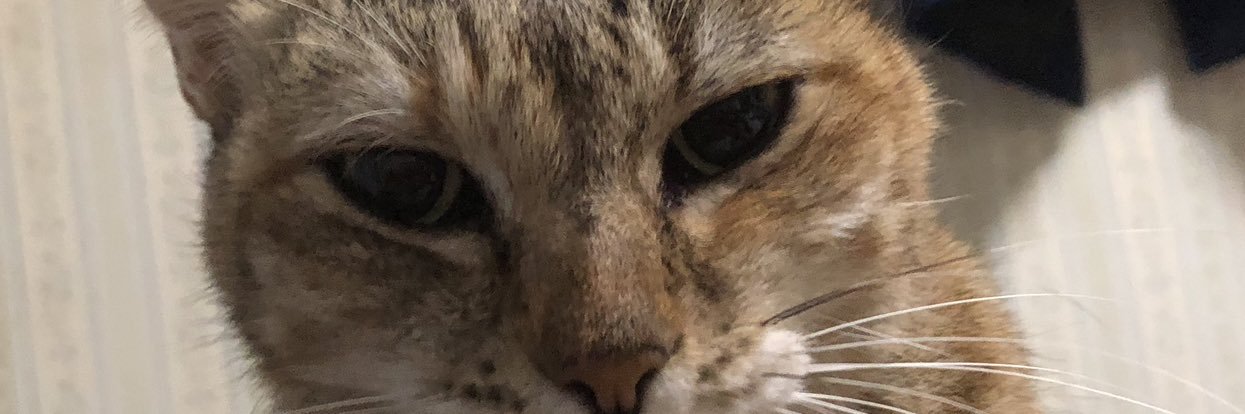 どら猫龍星 banner