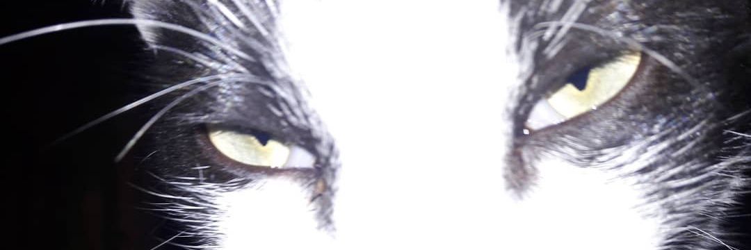 stefanoec's profile banner image