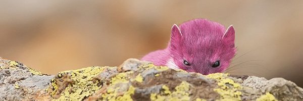 LBestiulli's profile banner image