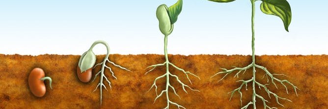 PlantPathologyJ's profile banner image