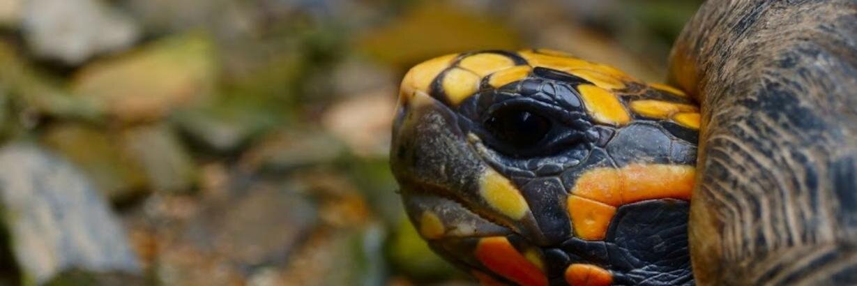 Robert Marcano banner